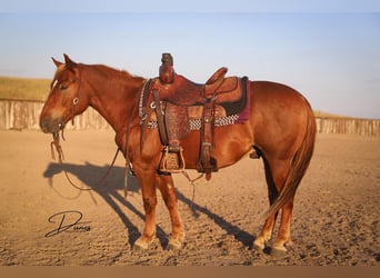 Quarter Pony, Wallach, 6 Jahre, 127 cm, Rotfuchs