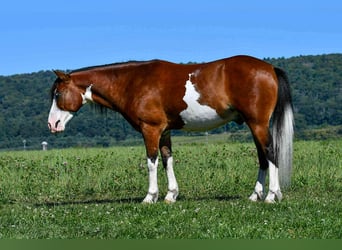 Quarter Pony, Wallach, 6 Jahre, 130 cm, Schecke