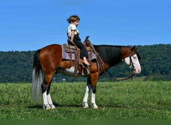 Quarter Pony, Wallach, 6 Jahre, 130 cm, Schecke