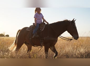 Quarter Pony, Wallach, 6 Jahre, 132 cm, Dunkelfuchs