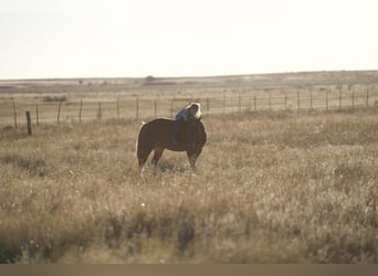 Quarter Pony, Wallach, 6 Jahre, 132 cm, Dunkelfuchs