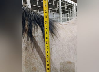 Quarter Pony, Wallach, 6 Jahre, 135 cm, Buckskin