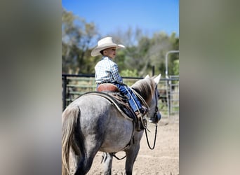 Quarter Pony, Wallach, 6 Jahre, 137 cm, Schimmel