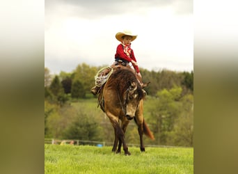 Quarter Pony, Wallach, 6 Jahre, 140 cm, Buckskin