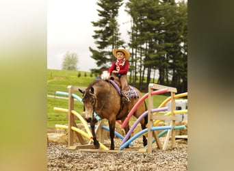 Quarter Pony, Wallach, 6 Jahre, 140 cm, Buckskin