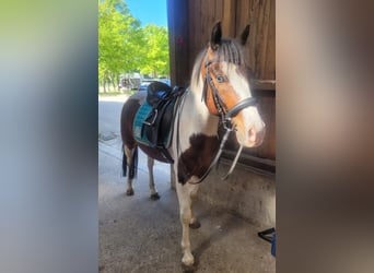 Quarter Pony, Wallach, 6 Jahre, 141 cm, Schecke