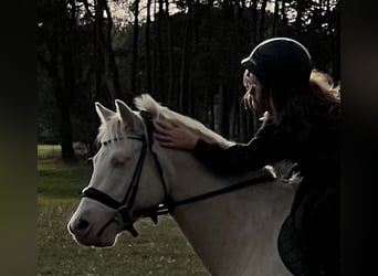 Quarter Pony, Wallach, 6 Jahre, 142 cm, Cremello