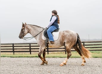 Quarter Pony, Wallach, 6 Jahre, 142 cm, Roan-Red