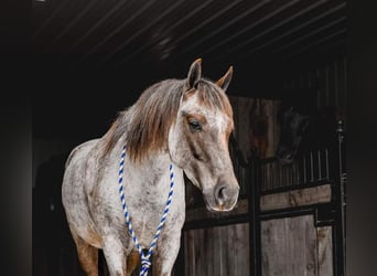 Quarter Pony, Wallach, 6 Jahre, 142 cm, Roan-Red