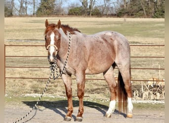 Quarter Pony, Wallach, 6 Jahre, 142 cm, Roan-Red