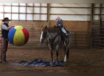 Quarter Pony, Wallach, 6 Jahre, 142 cm, Roan-Red
