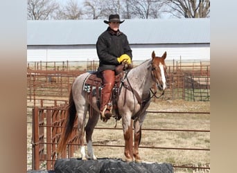 Quarter Pony, Wallach, 6 Jahre, 142 cm, Roan-Red