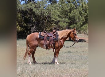 Quarter Pony Mix, Wallach, 6 Jahre, 142 cm, Rotfuchs