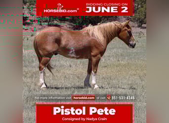 Quarter Pony Mix, Wallach, 6 Jahre, 142 cm, Rotfuchs