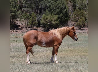Quarter Pony Mix, Wallach, 6 Jahre, 142 cm, Rotfuchs