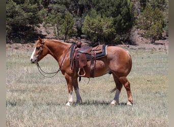 Quarter Pony Mix, Wallach, 6 Jahre, 142 cm, Rotfuchs