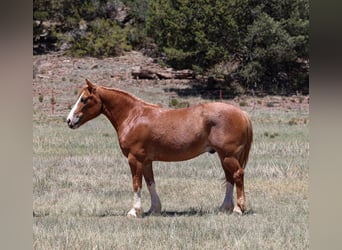 Quarter Pony Mix, Wallach, 6 Jahre, 142 cm, Rotfuchs