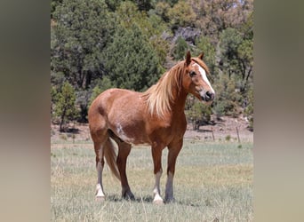 Quarter Pony Mix, Wallach, 6 Jahre, 142 cm, Rotfuchs