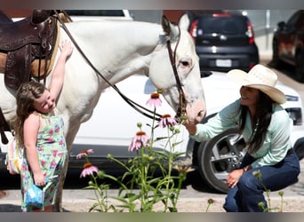 Quarter Pony, Wallach, 6 Jahre, 145 cm