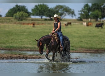 Quarter Pony, Wallach, 6 Jahre, 145 cm, Roan-Bay