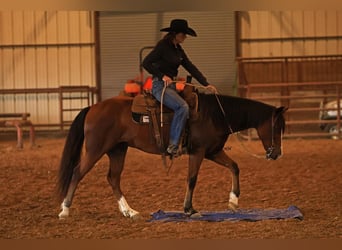 Quarter Pony, Wallach, 6 Jahre, 145 cm, Rotbrauner