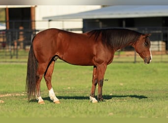 Quarter Pony, Wallach, 6 Jahre, 145 cm, Rotbrauner