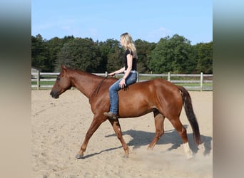 Quarter Pony, Wallach, 6 Jahre, 147 cm, Dunkelfuchs
