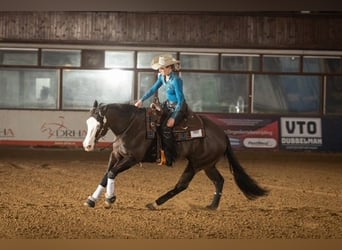 Quarter Pony, Wallach, 6 Jahre, 150 cm, Rappe