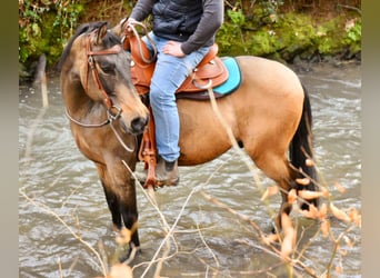 Quarter Pony, Wallach, 6 Jahre, 156 cm, Buckskin