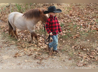Quarter Pony, Wallach, 6 Jahre, 99 cm, Roan-Red