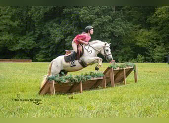 Quarter Pony Mix, Wallach, 7 Jahre, 119 cm, Schimmel