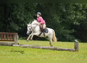 Quarter Pony Mix, Wallach, 7 Jahre, 119 cm, Schimmel