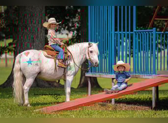 Quarter Pony Mix, Wallach, 7 Jahre, 119 cm, Schimmel