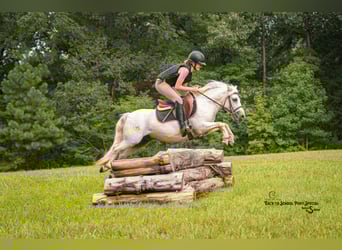 Quarter Pony Mix, Wallach, 7 Jahre, 119 cm, Schimmel