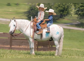 Quarter Pony Mix, Wallach, 7 Jahre, 119 cm, Schimmel