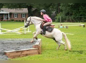 Quarter Pony Mix, Wallach, 7 Jahre, 119 cm, Schimmel