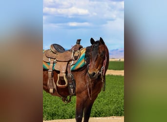 Quarter Pony, Wallach, 7 Jahre, 130 cm, Rotbrauner