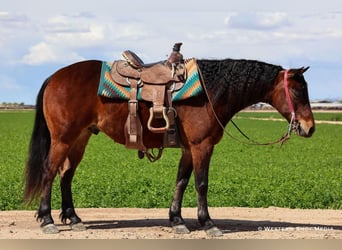 Quarter Pony, Wallach, 7 Jahre, 130 cm, Rotbrauner