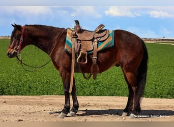Quarter Pony, Wallach, 7 Jahre, 130 cm, Rotbrauner
