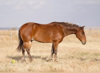 Quarter Pony, Wallach, 7 Jahre, 132 cm, Dunkelfuchs