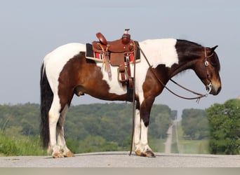Quarter Pony, Wallach, 7 Jahre, 132 cm