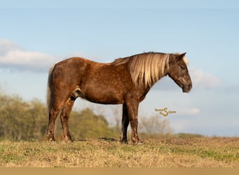 Quarter Pony, Wallach, 7 Jahre, 137 cm, Palomino