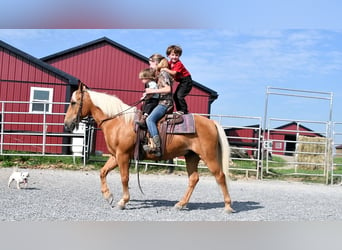 Quarter Pony, Wallach, 7 Jahre, 137 cm, Palomino