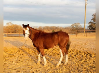 Quarter Pony, Wallach, 7 Jahre, 137 cm, Schecke