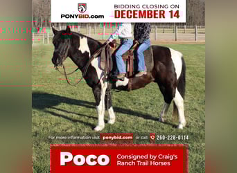 Quarter Pony, Wallach, 7 Jahre, 137 cm, Schecke