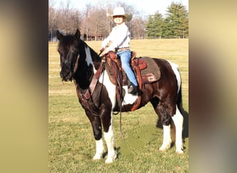 Quarter Pony, Wallach, 7 Jahre, 137 cm, Schecke