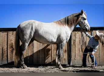 Quarter Pony, Wallach, 7 Jahre, 137 cm