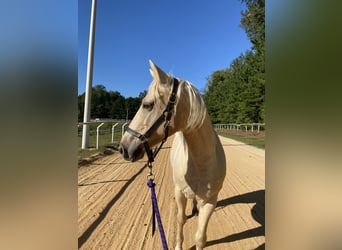 Quarter Pony, Wallach, 7 Jahre, 142 cm, Palomino