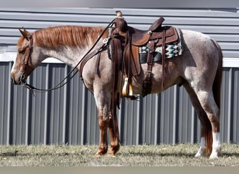 Quarter Pony, Wallach, 7 Jahre, 142 cm, Roan-Red