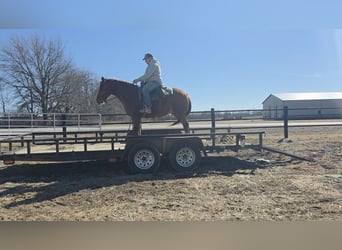 Quarter Pony, Wallach, 7 Jahre, 142 cm, Rotfuchs